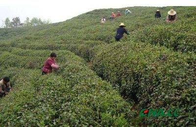 鐵觀音秋茶即將上市丨產區舉辦大師賽