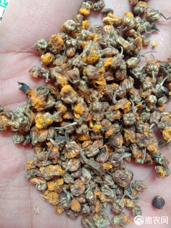 秋風中的一杯茶——干野菊花與它的收購故事