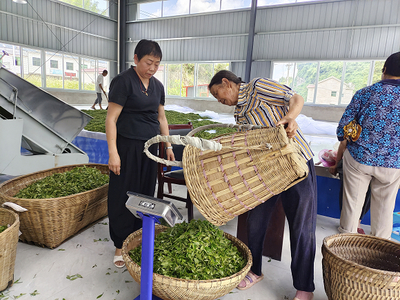 茶廠開業首日 鮮茶收購忙，共繪豐收圖